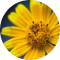 Arnica